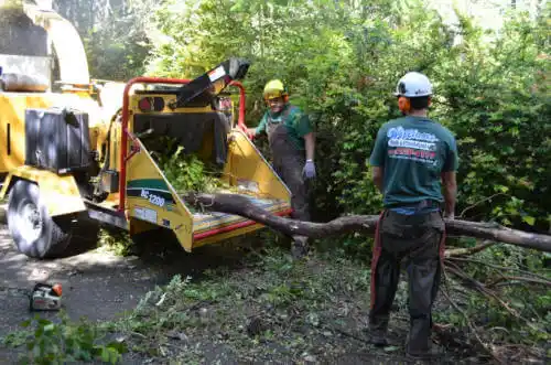 tree services Napa